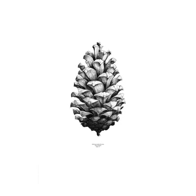 Se Paper Collective 1:1 Pine Cone plakat hvid, 50 x 70 cm ✔ Kæmpe udvalg i Paper Collective ✔ Hurtig levering: 1 - 2 Hverdage samt billig fragt - Varenummer: KTT-28409-01 og barcode / Ean: '5713450001118 på lager - Udsalg på Indretning - Tapeter & plakater - Plakater Spar op til 66% - Over 1354 kendte brands på udsalg