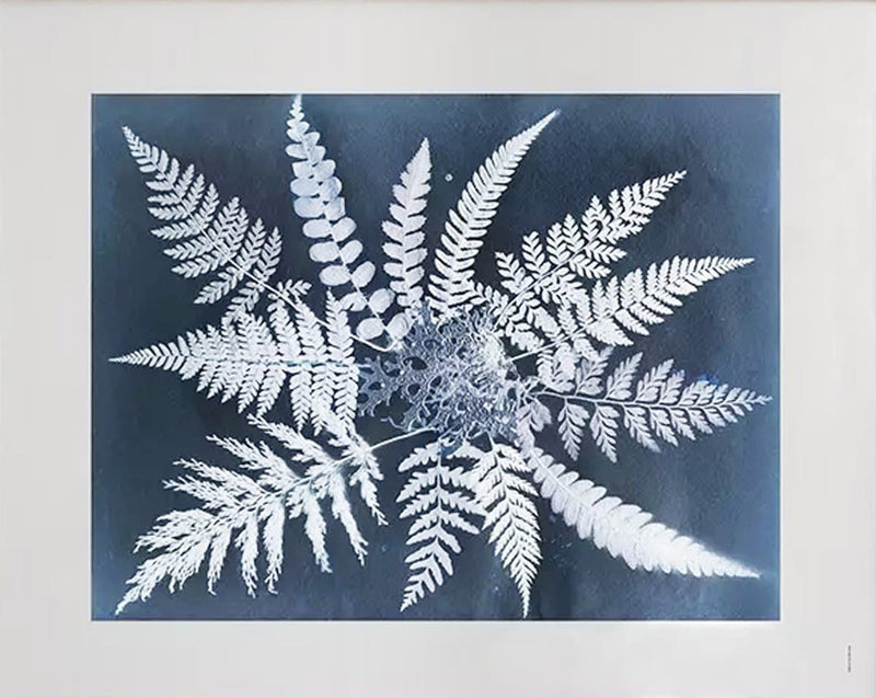 Se Fine Little Day "Fern star" plakat 40x50 cm ❤ Kæmpe udvalg i Fine Little Day ❤ Hurtig levering: 1 - 2 Hverdage samt billig fragt - Varenummer: NDN-512928-01 og barcode / Ean: &