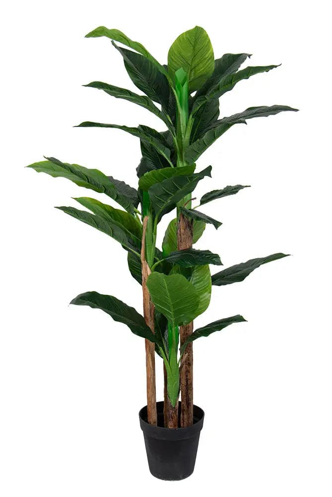 Se Kunstig bananpalme - 2 meter høj - Stor og flot med 3 stammer ❤ Kæmpe udvalg i Home-tex ❤ Hurtig levering: 1 - 2 Hverdage samt billig fragt - Varenummer: THX-PR410 og barcode / Ean: &