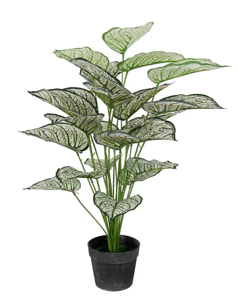 Se Kunstigt plante 80 cm - Flot Calathea med hvide og grønne blade ❤ Kæmpe udvalg i Home-tex ❤ Hurtig levering: 1 - 2 Hverdage samt billig fragt - Varenummer: THX-PR414 og barcode / Ean: &