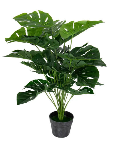 Se Kunstig plante 75 cm høj - Flot og karaktaristisk monstera ❤ Kæmpe udvalg i Home-tex ❤ Hurtig levering: 1 - 2 Hverdage samt billig fragt - Varenummer: THX-PR416 og barcode / Ean: '5714803735063 på lager - Udsalg på Indretning - Dekorationer - Kunstige planter Spar op til 51% - Over 1150 kendte brands på udsalg