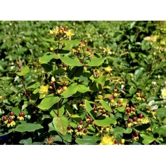 8 stk. Hypericum Inodorum &