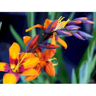 Se Montbretia &