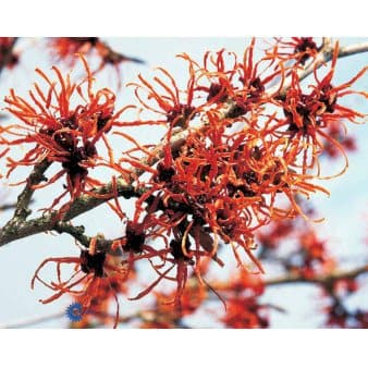 Se Hamamelis Intermedia &