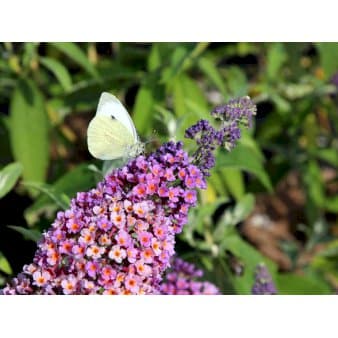 Se Buddleja Davidii 'Flower Power' ❤ Kæmpe udvalg i Plantetorvet ❤ Hurtig levering: 1 - 2 Hverdage samt billig fragt - Varenummer: PTT-98433 og barcode / Ean: på lager - Udsalg på Prydbuske > Sommerfuglebusk Spar op til 51% - Over 785 kendte brands på udsalg