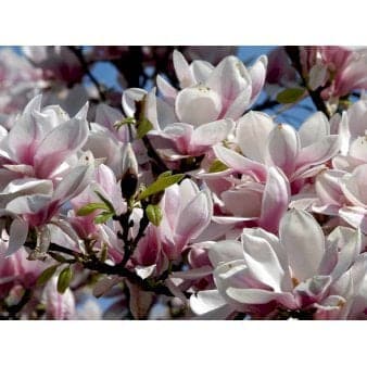 Se Almindelig Magnolia 5 Liter potte ❤ Kæmpe udvalg i Plantetorvet ❤ Hurtig levering: 1 - 2 Hverdage samt billig fragt - Varenummer: PTT-77044 og barcode / Ean: på lager - Udsalg på Prydbuske > Magnolia Spar op til 57% - Over 785 kendte brands på udsalg