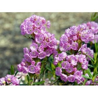 Se Kalmia Polifolia ❤ Kæmpe udvalg i Plantetorvet ❤ Hurtig levering: 1 - 2 Hverdage samt billig fragt - Varenummer: PTT-82648 og barcode / Ean: på lager - Udsalg på Prydbuske > Kalmia Spar op til 61% - Over 857 kendte brands på udsalg