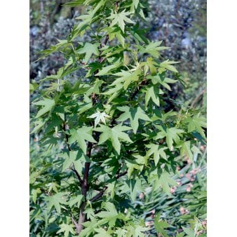 Liquidambar Styraciflua &