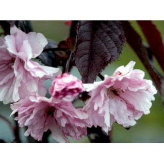 Se Rødbladet Japansk Kirsebær 'Royal Burgundy' Opstammet,- Potte 15 liter,- 150 cm. stamme ❤ Kæmpe udvalg i Plantetorvet ❤ Hurtig levering: 1 - 2 Hverdage samt billig fragt - Varenummer: PTT-54135 og barcode / Ean: på lager - Udsalg på Træer > Japansk Kirsebær Spar op til 51% - Over 785 kendte brands på udsalg