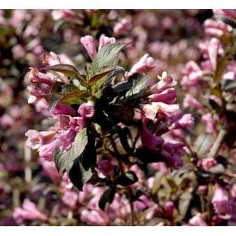 Se Klokkebusk 'Purpurea' 3,0 liter potte ❤ Kæmpe udvalg i Plantetorvet ❤ Hurtig levering: 1 - 2 Hverdage samt billig fragt - Varenummer: PTT-98483 og barcode / Ean: på lager - Udsalg på Prydbuske > Klokkebusk Spar op til 63% - Over 785 kendte brands på udsalg