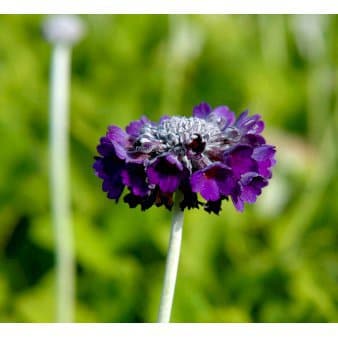 Se Primula ❤ Kæmpe udvalg i Plantetorvet ❤ Hurtig levering: 1 - 2 Hverdage samt billig fragt - Varenummer: PTT-78591 og barcode / Ean: på lager - Udsalg på Stauder > Primula Spar op til 58% - Over 785 kendte brands på udsalg