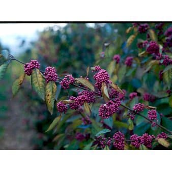 Se Glasbær 'Profusion' 3,0 liter potte ❤ Kæmpe udvalg i Plantetorvet ❤ Hurtig levering: 1 - 2 Hverdage samt billig fragt - Varenummer: PTT-85904 og barcode / Ean: på lager - Udsalg på Prydbuske > Glasbær Spar op til 67% - Over 785 kendte brands på udsalg