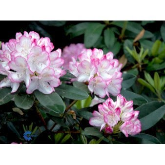 RHODODENDRON &