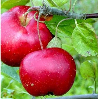 Se Æble 'Ritt Bjerregaard' Havefrugttræ - A-kvalitet 4-8 grene. 120-160 cm. Potte, (M7) ❤ Kæmpe udvalg i Plantetorvet ❤ Hurtig levering: 1 - 2 Hverdage samt billig fragt - Varenummer: PTT-48805 og barcode / Ean: på lager - Udsalg på Frugttræer & Frugtbuske > Æble Spar op til 58% - Over 785 kendte brands på udsalg