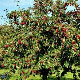 Se Paradisæble 'Makamik' 4-8 grene, 150-200 cm. 10 liter potte (A-2) ❤ Kæmpe udvalg i Plantetorvet ❤ Hurtig levering: 1 - 2 Hverdage samt billig fragt - Varenummer: PTT-98139 og barcode / Ean: på lager - Udsalg på Frugttræer & Frugtbuske > Æble Spar op til 52% - Over 785 kendte brands på udsalg