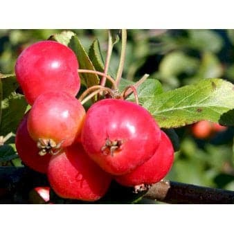 Se Paradisæble 'Red Sentinel' 4-8 grene, 150-200 cm. 10 liter potte (A-2) ❤ Kæmpe udvalg i Plantetorvet ❤ Hurtig levering: 1 - 2 Hverdage samt billig fragt - Varenummer: PTT-96052 og barcode / Ean: på lager - Udsalg på Træer > Paradisæble Spar op til 61% - Over 785 kendte brands på udsalg