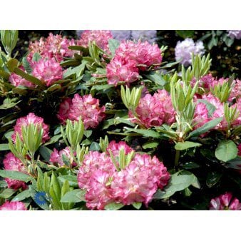 RHODODENDRON &