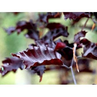 Se Hængende Blodbøg 'Rohan Weeping' Opstammet 200 cm. 30 liter potte ❤ Kæmpe udvalg i Plantetorvet ❤ Hurtig levering: 1 - 2 Hverdage samt billig fragt - Varenummer: PTT-62302 og barcode / Ean: på lager - Udsalg på Træer > Bøg Spar op til 63% - Over 785 kendte brands på udsalg