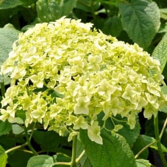 Se Træagtig Hortensia 'Annabelle' 5 Liter potte ❤ Kæmpe udvalg i Plantetorvet ❤ Hurtig levering: 1 - 2 Hverdage samt billig fragt - Varenummer: PTT-76962 og barcode / Ean: på lager - Udsalg på Prydbuske > Hortensia Spar op til 66% - Over 1160 kendte mærker på udsalg