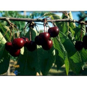 Se Sød Kirsebær 'Sam' - kræver bestøver Havefrugttræ - A-kvalitet 4-8 grene, 130-170 cm. 10 liter potte (Colt) ❤ Kæmpe udvalg i Plantetorvet ❤ Hurtig levering: 1 - 2 Hverdage samt billig fragt - Varenummer: PTT-48866 og barcode / Ean: på lager - Udsalg på Frugttræer & Frugtbuske > Sød Kirsebær Spar op til 56% - Over 785 kendte brands på udsalg