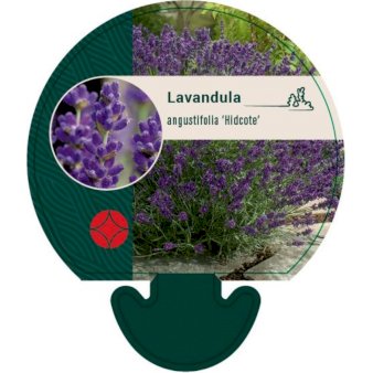 Lavendel &