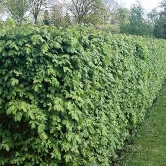 Se Naurhæk Potte 7,5 liter 150-1750 cm. ❤ Kæmpe udvalg i Plantetorvet ❤ Hurtig levering: 1 - 2 Hverdage samt billig fragt - Varenummer: PTT-98633 og barcode / Ean: på lager - Udsalg på Hækplanter > Naur Spar op til 52% - Over 785 kendte brands på udsalg