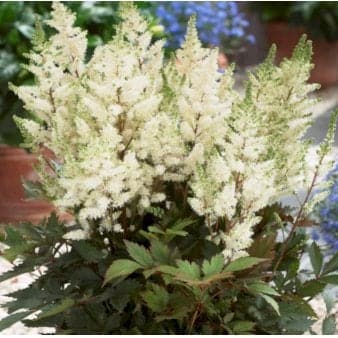 Se Astilbe 'Younique White' » Kæmpe udvalg i Plantetorvet » Hurtig levering: 1 - 2 Hverdage samt billig fragt - Varenummer: PTT-80659 og barcode / Ean: på lager - Udsalg på Stauder > Astilbe Spar op til 64% - Over 1150 kendte brands på udsalg