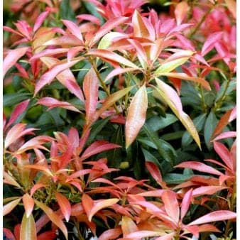 Se Pieris japonica 'Forest Flame' Potte 2 liter. ❤ Kæmpe udvalg i Plantetorvet ❤ Hurtig levering: 1 - 2 Hverdage samt billig fragt - Varenummer: PTT-88938 og barcode / Ean: på lager - Udsalg på Prydbuske > Pieris Spar op til 56% - Over 857 kendte brands på udsalg