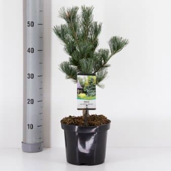 Se Penselfyr 'Glauca' Potte 3,0 liter,- 40-60 cm. ✔ Kæmpe udvalg i Plantetorvet ✔ Hurtig levering: 1 - 2 Hverdage samt billig fragt - Varenummer: PTT-65168 og barcode / Ean: på lager - Udsalg på Nåletræer > Fyrtræer Spar op til 61% - Over 1334 design brands på udsalg