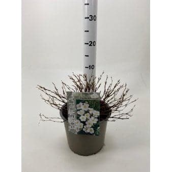 Se Potentilla 'Abbotswood' Potte 3,0 liter,- 25-30 cm. ✔ Kæmpe udvalg i Plantetorvet ✔ Hurtig levering: 1 - 2 Hverdage samt billig fragt - Varenummer: PTT-79841 og barcode / Ean: på lager - Udsalg på Prydbuske > Potentilla Spar op til 55% - Over 1334 design brands på udsalg