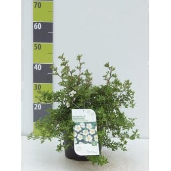 Se Potentilla 'Abbotswood' Potte 4,0 liter,- 30-40 cm. » Kæmpe udvalg i Plantetorvet » Hurtig levering: 1 - 2 Hverdage samt billig fragt - Varenummer: PTT-90018 og barcode / Ean: på lager - Udsalg på Prydbuske > Potentilla Spar op til 65% - Over 1112 kendte brands på udsalg