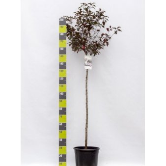 Dværgblodblomme Opstammet 120 cm. 20 liter potte, stammeomkreds 8-10 cm.