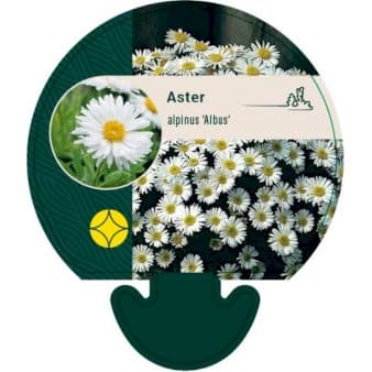 Se Alpeasters 'Albus' » Kæmpe udvalg i Plantetorvet » Hurtig levering: 1 - 2 Hverdage samt billig fragt - Varenummer: PTT-92061 og barcode / Ean: på lager - Udsalg på Stauder > Asters Spar op til 58% - Over 1150 kendte brands på udsalg