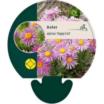 Se Alpeasters 'Happy End' » Kæmpe udvalg i Plantetorvet » Hurtig levering: 1 - 2 Hverdage samt billig fragt - Varenummer: PTT-92063 og barcode / Ean: på lager - Udsalg på Stauder > Asters Spar op til 57% - Over 1150 kendte brands på udsalg