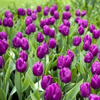 Se Tulipan 'Purple Prince' Storkøb » Kæmpe udvalg i Plantetorvet » Hurtig levering: 1 - 2 Hverdage samt billig fragt - Varenummer: PTT-63007 og barcode / Ean: på lager - Udsalg på Blomsterløg > Tulipaner Spar op til 66% - Over 785 kendte brands på udsalg