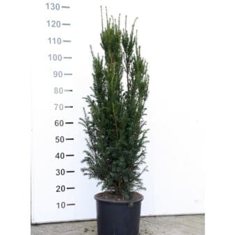 Se Søjletaks 'Rising Star' Potte 12 liter,- 100-125 cm. ❤ Kæmpe udvalg i Plantetorvet ❤ Hurtig levering: 1 - 2 Hverdage samt billig fragt - Varenummer: PTT-95931 og barcode / Ean: på lager - Udsalg på Hækplanter > Taks Spar op til 59% - Over 785 kendte brands på udsalg