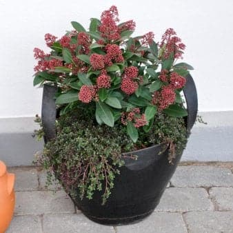 Se Skimmia japonica 'Rubella' Potte 2 liter. ❤ Kæmpe udvalg i Plantetorvet ❤ Hurtig levering: 1 - 2 Hverdage samt billig fragt - Varenummer: PTT-84734 og barcode / Ean: på lager - Udsalg på Prydbuske > Skimmia Spar op til 57% - Over 1124 kendte brands på udsalg