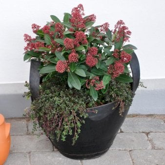 Skimmia japonica &