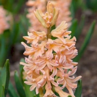 Se Hyacinth 'Gipsy Queen' » Kæmpe udvalg i Plantetorvet » Hurtig levering: 1 - 2 Hverdage samt billig fragt - Varenummer: PTT-68349 og barcode / Ean: på lager - Udsalg på Blomsterløg > Hyacinther Spar op til 54% - Over 785 kendte brands på udsalg