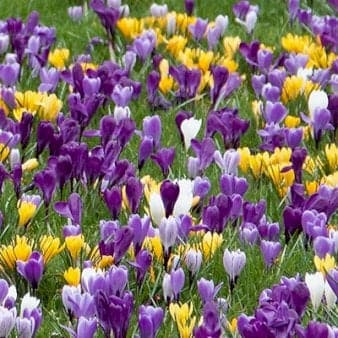 Se Krokus 'Large Flowering' mix Storkøb » Kæmpe udvalg i Plantetorvet » Hurtig levering: 1 - 2 Hverdage samt billig fragt - Varenummer: PTT-68459 og barcode / Ean: på lager - Udsalg på Blomsterløg > Krokus Spar op til 67% - Over 785 kendte brands på udsalg