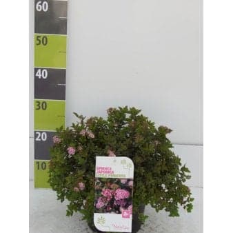 Se Spiræa 'Little Princess' Potte 4,0 liter,- 30-40 cm. » Kæmpe udvalg i Plantetorvet » Hurtig levering: 1 - 2 Hverdage samt billig fragt - Varenummer: PTT-90057 og barcode / Ean: på lager - Udsalg på Prydbuske > Spiræa Spar op til 65% - Over 1150 kendte brands på udsalg