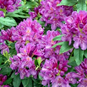 Se 'Lee's Dark Purple' ❤ Kæmpe udvalg i Plantetorvet ❤ Hurtig levering: 1 - 2 Hverdage samt billig fragt - Varenummer: PTT-73282 og barcode / Ean: på lager - Udsalg på Rhododendron > Storbladede Hybrider Spar op til 55% - Over 785 kendte brands på udsalg