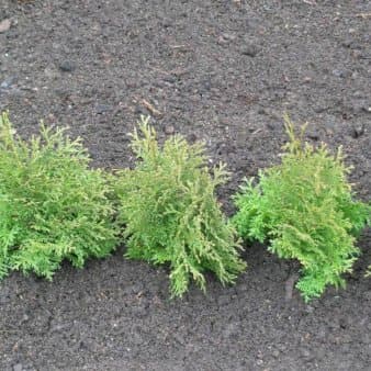 Se Almindelig Thuja 'Holmstrup' ❤ Kæmpe udvalg i Plantetorvet ❤ Hurtig levering: 1 - 2 Hverdage samt billig fragt - Varenummer: PTT-83670 og barcode / Ean: på lager - Udsalg på Nåletræer > Thuja Spar op til 65% - Over 785 kendte brands på udsalg