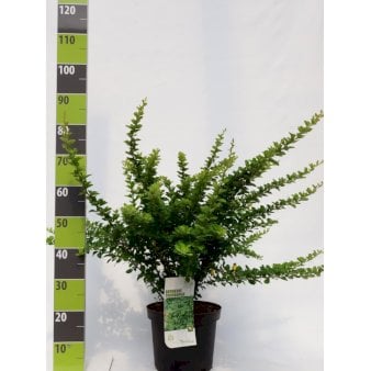 Grøn Berberis til hæk Potte 7,5 liter 60-70 cm.