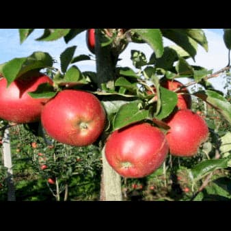 Se Æble 'Rød Belle Boskoop' Herregårdstræ A-kvalitet med 4-8 grene. 3-4 års. træ ❤ Kæmpe udvalg i Plantetorvet ❤ Hurtig levering: 1 - 2 Hverdage samt billig fragt - Varenummer: PTT-90337 og barcode / Ean: på lager - Udsalg på Frugttræer & Frugtbuske > Æble Spar op til 56% - Over 857 kendte brands på udsalg