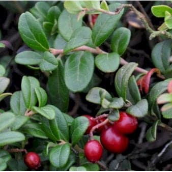 Se Tyttebær 'Erntekrone' 10 cm potte ❤ Kæmpe udvalg i Plantetorvet ❤ Hurtig levering: 1 - 2 Hverdage samt billig fragt - Varenummer: PTT-98340 og barcode / Ean: på lager - Udsalg på Frugttræer & Frugtbuske > Tyttebær Spar op til 67% - Over 785 kendte brands på udsalg