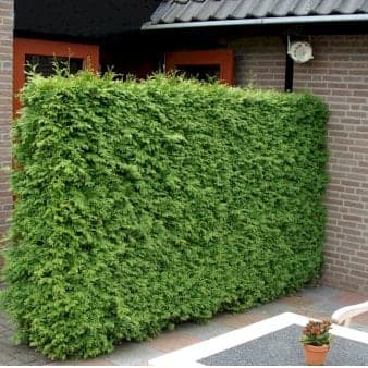 Se Hækthuja 'Brabant' Potte 7,5 liter 100-125 cm. ❤ Kæmpe udvalg i Plantetorvet ❤ Hurtig levering: 1 - 2 Hverdage samt billig fragt - Varenummer: PTT-77425 og barcode / Ean: på lager - Udsalg på Hækplanter > Thuja Spar op til 52% - Over 785 kendte brands på udsalg