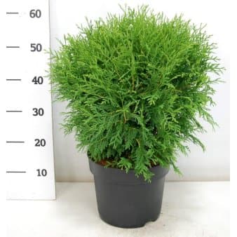 Se Thuja &