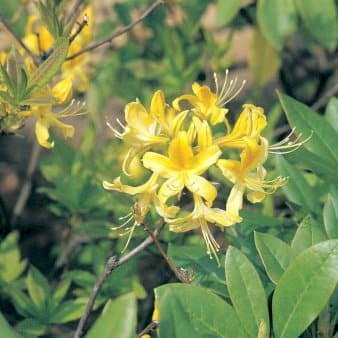 Se Rhododendron luteum ❤ Kæmpe udvalg i Plantetorvet ❤ Hurtig levering: 1 - 2 Hverdage samt billig fragt - Varenummer: PTT-95563 og barcode / Ean: på lager - Udsalg på Rhododendron > Azalea Spar op til 67% - Over 857 kendte brands på udsalg