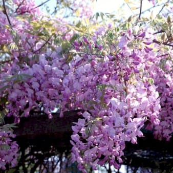 Se Japansk Blåregn 'Rosea' Potte 7,5 liter,- Opbundet 150-200 cm. » Kæmpe udvalg i Plantetorvet » Hurtig levering: 1 - 2 Hverdage samt billig fragt - Varenummer: PTT-94932 og barcode / Ean: på lager - Udsalg på Slyngplanter > Blåregn Spar op til 52% - Over 1150 kendte brands på udsalg